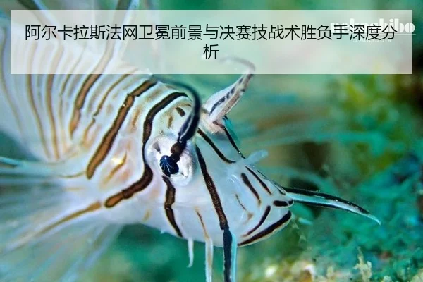 阿尔卡拉斯法网卫冕前景与决赛技战术胜负手深度分析